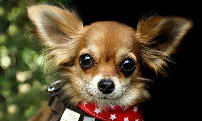 Predstavitev pasme: Čivava